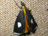 Episindris albimaculalis
